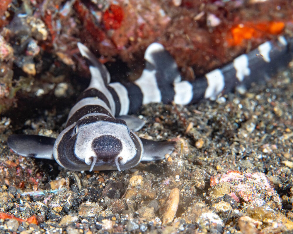 Le requin chabot bambou est un requin benthique de taille moyenne qui fréquente les eaux chaudes peu profondes de la région Indo-Pacifique. Il se distingue par son corps allongé et ses larges bandes brun-noires sur fond clair et il se nourrit principalement de petits poissons et d'invertébrés en fouillant les fonds marins.