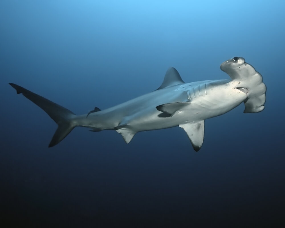 Le requin marteau halicorne (Sphyrna lewini)