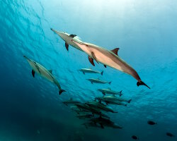 Dauphin à long bec (Stenella longirostris)