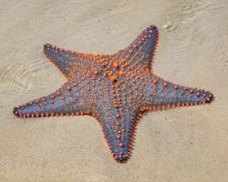Etoile de mer à bosses multicolore (Pentaceraster mammillatus)