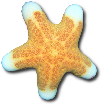 L'étoile de mer coussin granuleuse (Choriaster granulatus) © Alexander Ogurtsov | Dreamstime.com