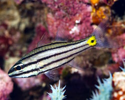 Apogon à cinq lignes (Cheilodipterus quinquelineatus)