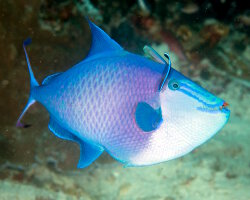 Baliste bleu (Odonus niger)