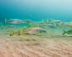 Brochet de mer (Centropomus undecimalis)