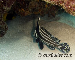 Chevalier ponctué (Equetus punctatus)