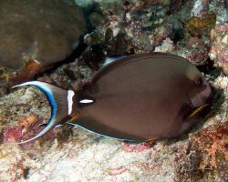 Poisson chirurgien à lèvres blanches (Acanthurus leucocheilus)