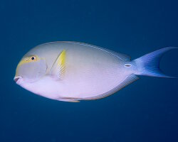 Poisson chirurgien à nageoires jaunes (Acanthurus xanthopterus)