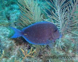 Vie Marine Les Poissons Le Poisson Chirurgien Bleu