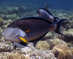 Poisson chirurgien zébré (Acanthurus sohal)