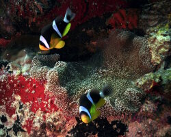 Poisson clown des Seychelles (Amphiprion fuscocaudatus)