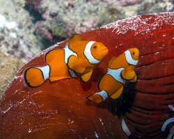 Poisson clown du Pacifique (Amphiprion percula)