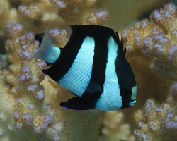 Demoiselle à trois bandes noires (Dascyllus aruanus)