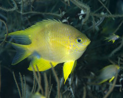 Demoiselle dorée (Amblyglyphidodon aureus)