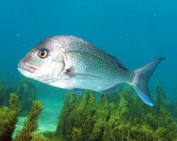 Dorade argentée australasienne (Pagrus auratus)