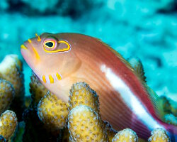 Poisson épervier strié (Paracirrhites arcatus)