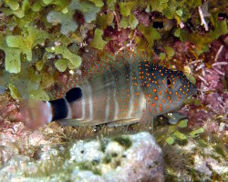 Poisson faucon à taches rouges (Amblycirrhitus pinos)