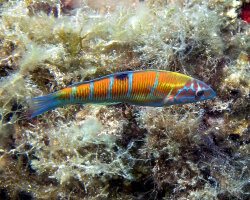 Girelle paon (Thalassoma pavo)