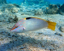 Labre échiquier (Halichoeres hortulanus)