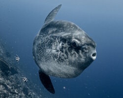 Le poisson lune à bosse