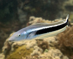 Malacanthe bleu (Malacanthus latovittatus)