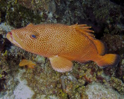 Mérou couronné (Epinephelus guttatus)