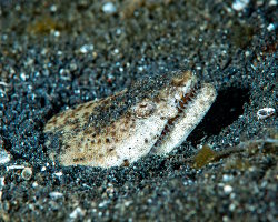 Murène serpent uranoscope (Brachysomophis cirrocheilos)