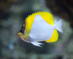 Poisson papillon pyramide jaune (Hemitaurichthys polylepis)