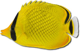 Poisson papillon quadrillé (Chaetodon rafflesii)