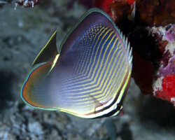 Poisson papillon triangulaire indien (Chaetodon baronessa)