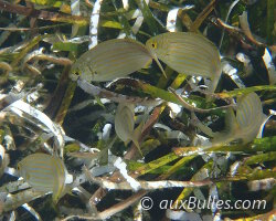 Saupe (Sarpa salpa) Saupe (Sarpa salpa)