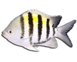 Sergent major (Abudefduf saxatilis)