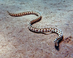 Serpentine maculée (Myrichthys maculosus)