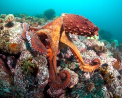 Poulpe géant du nord du Pacifique (Enteroctopus dofleini)