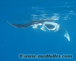 Raie manta (Mobula birostris) Raie manta (Mobula birostris)