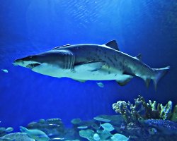 Requin taureau (Carcharias taurus)