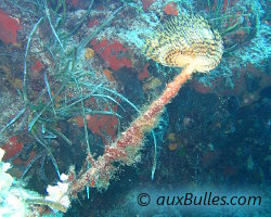 Spirographe (Sabella spallanzanii)