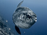 Le poisson lune à bosse