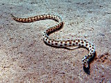 La serpentine maculée