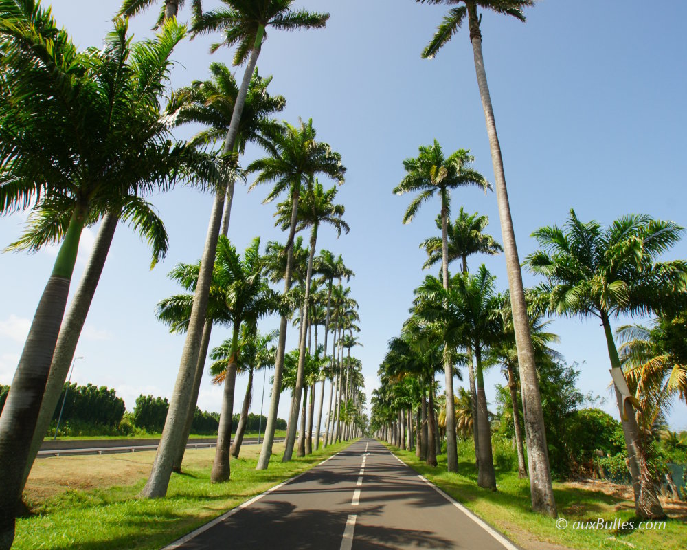 L'Allée Dumanoir offre une majestueuse perspective bordée de palmiers royaux au Sud-Est de Basse-Terre
