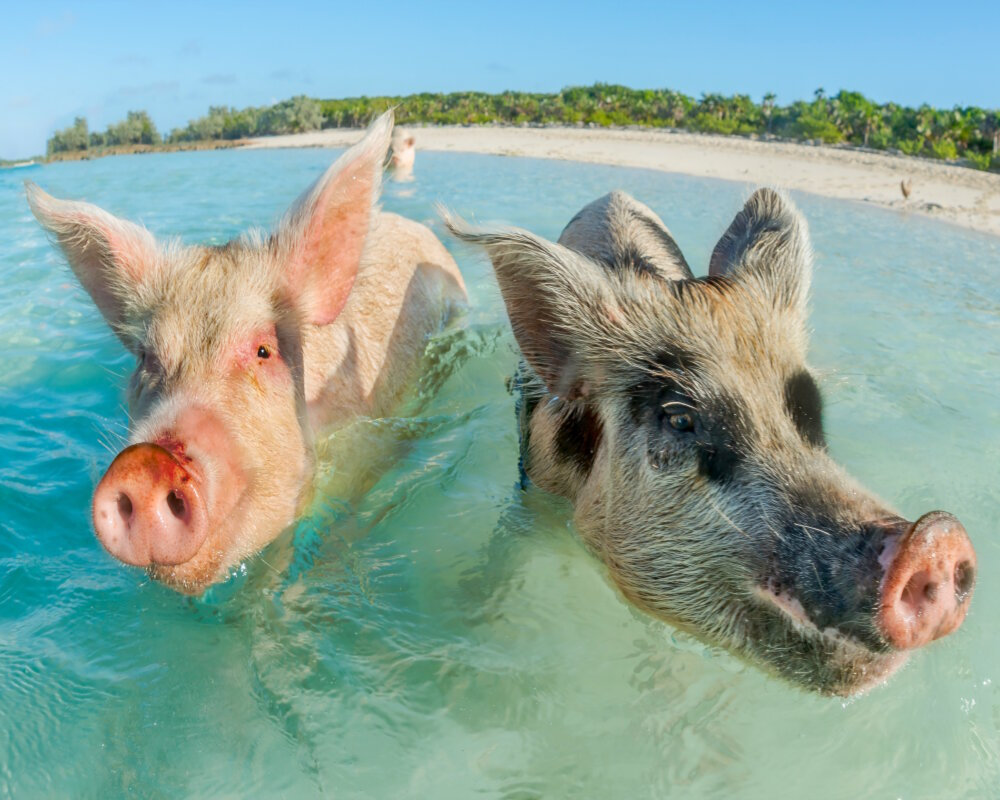 Les célèbres cochons nageurs sur la plage de Pig Beach à Big Major Cay dans les Exuma Cays