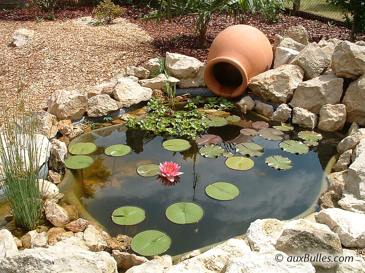 L'installation de plantes aquatiques dans un bassin