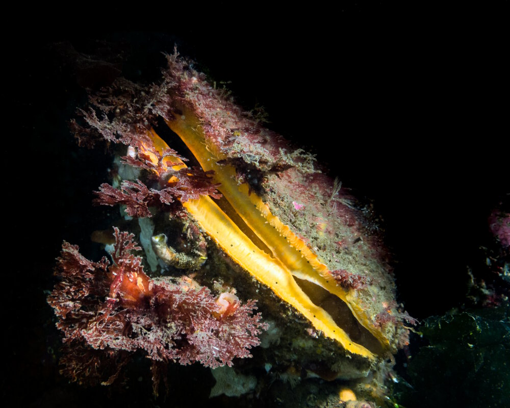 Un pétoncle des roches entrouvert pour filtrer l'eau de mer, dont la coquille est colonisée par des algues Un pétoncle des roches entrouvert pour filtrer l'eau de mer, dont la coquille est colonisée par des algues