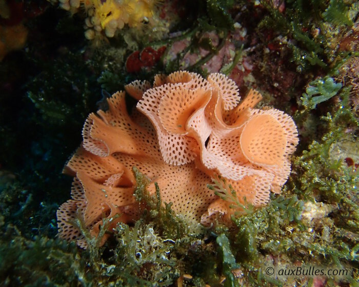 La dentelle de Neptune dresse ses pétales ondulés et perforés d'une multitude de petits trous. Un véritable travail d'orfèvre sous la mer !