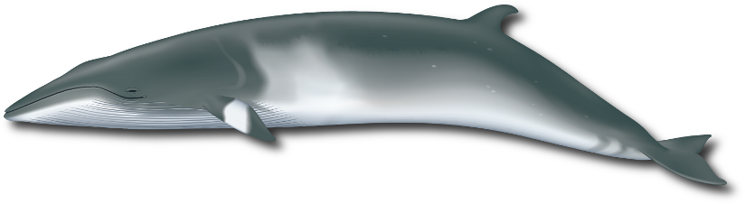 The dwarf minke whale (Balaenoptera acutorostrata)