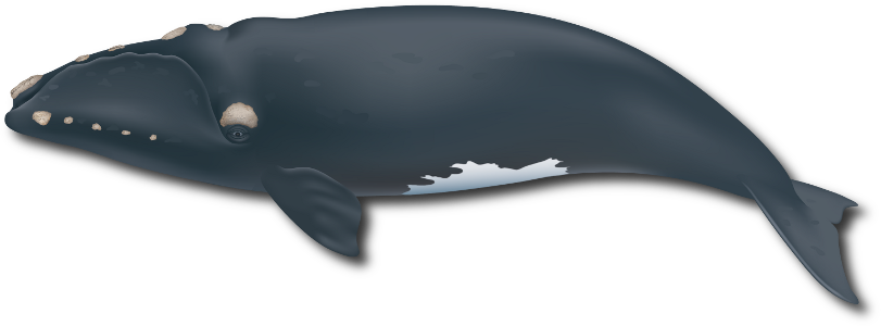 The southern right whale (Eubalaena australis)