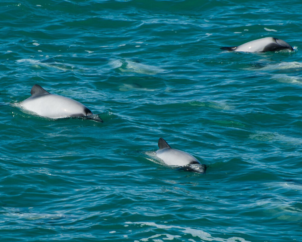 Le dauphin d'Hector (Cephalorhynchus hectori)