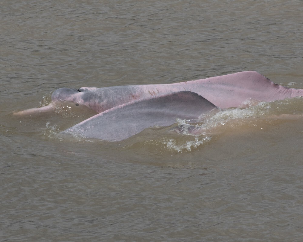 Le dauphin rose de l'Amazone (Inia geoffrensis) Le dauphin rose de l'Amazone (Inia geoffrensis)
