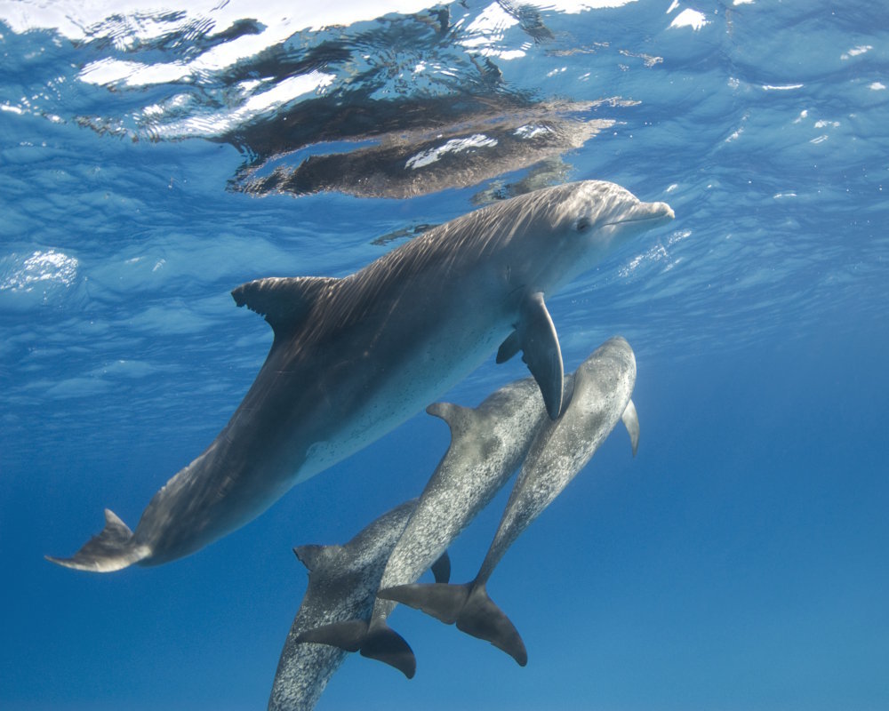 Le dauphin tacheté de l'Atlantique est une espèce de dauphin très sociable, évoluant en bancs ou pods