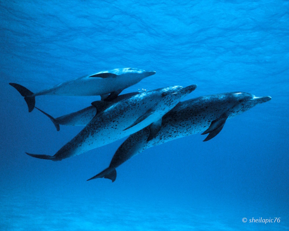 Le dauphin tacheté de l'Atlantique (Stenella frontalis)