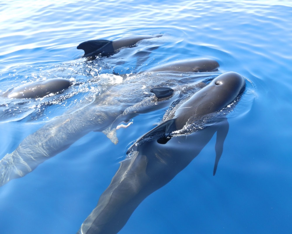 The long-finned pilot whale (Globicephala melas)